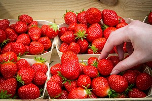 FRAISES DE LA VARIETE MARA DES BOIS, PRODUCTION DE MAXIME SAMPERS, ROMILLY-LA-PUTHENAYE, EURE (27), FRANCE 