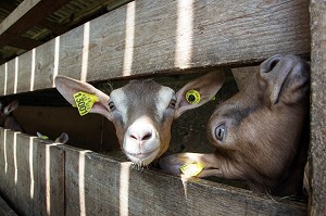 ELEVAGE DE CHEVRES, CHEVRERIE DE LA FERME DE LA HUTTE, LONGNY-AU-PERCHE, ORNE (61), FRANCE 