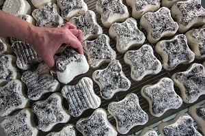 AFFINAGE DU TREFLE, PRODUCTION DE FROMAGES DE CHEVRE PAR SYLVIE LHOSTE, FROMAGERIE ARTISANALE DE LA FERME DE LA HUTTE, LONGNY-AU-PERCHE, ORNE (61), FRANCE 