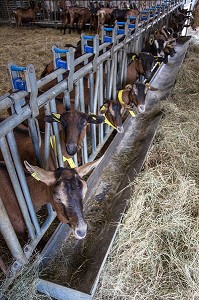 ALIMENTATION DES CHEVRES EN STABULE, CHEVRERIE DE LA FERME DE LA HUTTE, LONGNY-AU-PERCHE, ORNE (61), FRANCE 