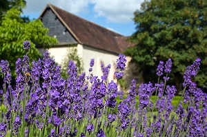 PLANTS DE LAVANDE EN FLEURS, FRANCE 