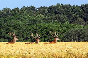 TROIS CERFS DANS UN CHAMPS DE BLE, DANGERS, EURE-ET-LOIR (28), FRANCE 