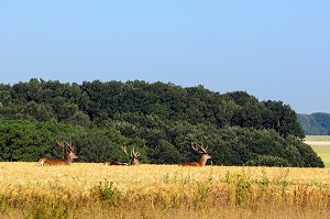 TROIS CERFS DANS UN CHAMPS DE BLE, DANGERS, EURE-ET-LOIR (28), FRANCE 