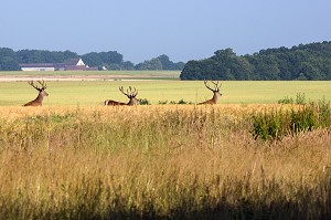 TROIS CERFS DANS UN CHAMPS DE BLE, DANGERS, EURE-ET-LOIR (28), FRANCE 