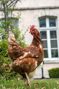 ELEVAGE DE POULES A LA MAISON (RECYCLAGE ECOLOGIQUE DES DECHETS ALIMENTAIRES), CHARTRES, EURE-ET-LOIR (28), FRANCE 