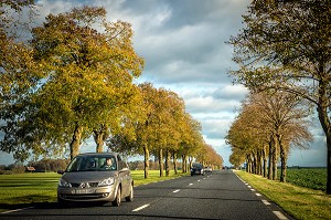 VOITURES ET PLATANES SUR LA ROUTE NATIONALE N26 ENTRE VERNEUIL-SUR-AVRE ET L'AIGLE, EURE (27, FRANCE 