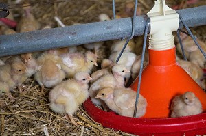 ELEVAGE DE POULETS DE LOUE (POUSSINS EN BATTERIE), MAYENNE (53), FRANCE 