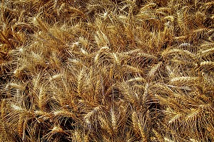 CHAMPS DE BLE BARBU AUX EPIS AUX LONGS POILS (PROTECTION CONTRE LES PREDATEURS), BEAUCE (28) EURE-ET-LOIR, FRANCE 