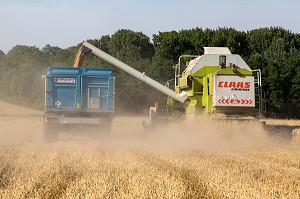 MOISSON DU BLE DUR POUR LES PATES ALIMENTAIRES DANS LA BEAUCE, EURE-ET-LOIR (28), FRANCE 