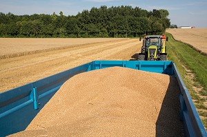 TRACTEUR ET SA REMORQUE PENDANT LA MOISSON, BLE DUR POUR LA FABRICATION DES PATES ALIMENTAIRES, BEAUCE, EURE-ET-LOIR (28), FRANCE 