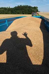 AGRICULTEUR DANS SA REMORQUE PENDANT LA MOISSON, BLE DUR POUR LA FABRICATION DES PATES ALIMENTAIRES, BEAUCE, EURE-ET-LOIR (28), FRANCE 