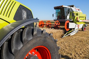 MOISSON DU BLE DUR POUR LES PATES ALIMENTAIRE DANS LA BEAUCE, EURE-ET-LOIR (28), FRANCE 