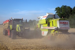 MOISSON DU BLE DUR POUR LES PATES ALIMENTAIRE DANS LA BEAUCE, EURE-ET-LOIR (28), FRANCE 