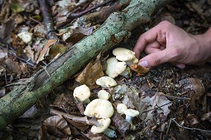 CUEILLETTE DE CHAMPIGNONS COMESTIBLES (PIED DE MOUTON) EN FORET DE CONCHES-EN-OUCHE, EURE (27), FRANCE 