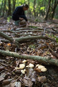 CUEILLETTE DE CHAMPIGNONS COMESTIBLES (PIED DE MOUTON) EN FORET DE CONCHES-EN-OUCHE, EURE (27), FRANCE 