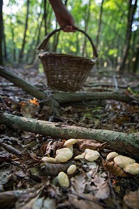 CUEILLETTE DE CHAMPIGNONS COMESTIBLES (PIED DE MOUTON) EN FORET DE CONCHES-EN-OUCHE, EURE (27), FRANCE 