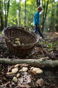 CUEILLETTE DE CHAMPIGNONS COMESTIBLES (PIED DE MOUTON) EN FORET DE CONCHES-EN-OUCHE, EURE (27), FRANCE 