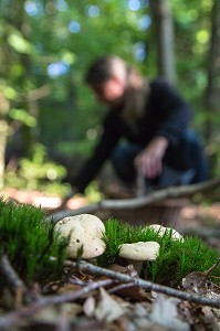 CUEILLETTE DE CHAMPIGNONS COMESTIBLES (PIED DE MOUTON) EN FORET DE CONCHES-EN-OUCHE, EURE (27), FRANCE 