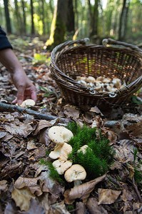 CUEILLETTE DE CHAMPIGNONS COMESTIBLES (PIED DE MOUTON) EN FORET DE CONCHES-EN-OUCHE, EURE (27), FRANCE 