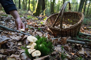 CUEILLETTE DE CHAMPIGNONS COMESTIBLES (PIED DE MOUTON) EN FORET DE CONCHES-EN-OUCHE, EURE (27), FRANCE 