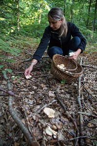 CUEILLETTE DE CHAMPIGNONS COMESTIBLES (PIED DE MOUTON) EN FORET DE CONCHES-EN-OUCHE, EURE (27), FRANCE 