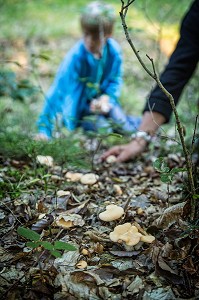 CUEILLETTE DE CHAMPIGNONS COMESTIBLES (PIED DE MOUTON) EN FORET DE CONCHES-EN-OUCHE, EURE (27), FRANCE 