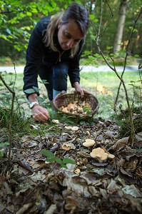 CUEILLETTE DE CHAMPIGNONS COMESTIBLES (PIED DE MOUTON) EN FORET DE CONCHES-EN-OUCHE, EURE (27), FRANCE 