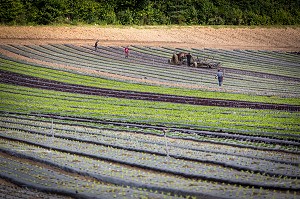 PRODUCTEURS AU TRAVAIL DANS LEURS CULTURES MARAICHERES DE SALADES (LAITUE, FEUILLES DE CHENE), BRIONNE (27), FRANCE 