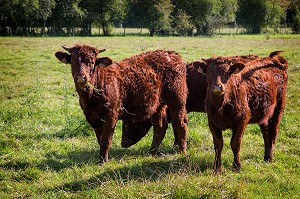 VACHES ROUSSES DE RACE SALERS DANS UN PATURAGE, NORMANDIE, FRANCE 