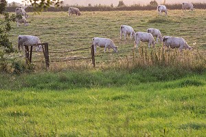 TROUPEAU DE VACHES LIMOUSINES AU PATURAGE, LA NEUVE-LYRE (27), FRANCE 