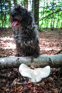 CHIEN DE RACE CAIRN-TERRIER DANS LA FORET A LA CUEILLETTE DES CHAMPIGNONS, CONCHES (27), FRANCE 