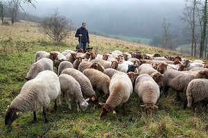 BENOIT VOISIN, BERGER MUNICIPAL (EMPLOYE COMMUNAL) AVEC SON TROUPEAU DE MOUTONS DE RACE SOLOGNOT (LAINE ET VIANDES) POUR LA GESTION ECO PASTORALE DES COTEAUX CALCAIRES CLASSES AU RESEAU NATURA 2000, VILLE D'EVREUX (27) FRANCE 