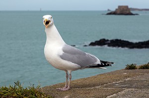 MOUETTE SUR LES REMPARTS DEVANT LE FORT NATIONAL,  SAINT-MALO (35), FRANCE 