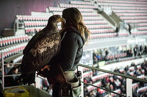 L'AIGLE, EMBLEME DE L'OGC NICE EN ATTENTE DE SURVOL DU TERRAIN AVANT LE COUP D'ENVOI, STADE ALLIANZ RIVIERA, NICE, (06) ALPES-MARITIMES, PACA, FRANCE 