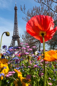 PARTERRE DE FLEURS AU PRINTEMPS, JARDIN DU TROCADERO DEVANT LA TOUR EIFFEL, 16 EME ARRONDISSEMENT, PARIS (75), FRANCE 