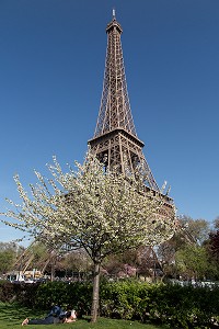 CERISIER EN FLEURS DANS LES JARDINS DU TROCADERO AVEC LA TOUR EIFFEL, 16 EME ARRONDISSEMENT, PARIS (75), FRANCE 