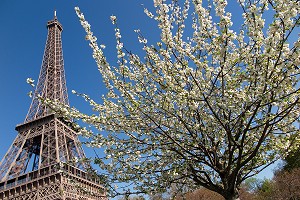 CERISIER EN FLEURS DANS LES JARDINS DU TROCADERO AVEC LA TOUR EIFFEL, 16 EME ARRONDISSEMENT, PARIS (75), FRANCE 