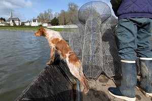 PECHEUR D'ANGUILLES ET SON CHIEN EPAGNEUL BRETON SUR SA BARQUE A FOND PLAT, LA LOIRE ENTRE MONTLIVAULT ET COUR-SUR-LOIRE, (41) LOIR-ET-CHER, FRANCE 