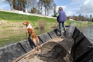 PECHEUR D'ANGUILLES ET SON CHIEN EPAGNEUL BRETON SUR SA BARQUE A FOND PLAT, LA LOIRE ENTRE MONTLIVAULT ET COUR-SUR-LOIRE, (41) LOIR-ET-CHER, FRANCE 