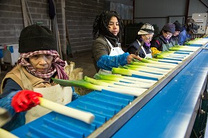 MAIN D’OEUVRE ETRANGERE ASIATIQUE POUR LE LAVAGE ET LE CONDITIONNEMENT DES POIREAUX, (41) LOIR-ET-CHER, FRANCE 