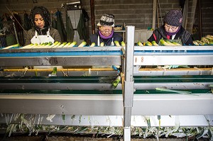 MAIN D’OEUVRE ETRANGERE ASIATIQUE POUR LE LAVAGE ET LE CONDITIONNEMENT DES POIREAUX, (41) LOIR-ET-CHER, FRANCE 