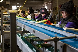 MAIN D’OEUVRE ETRANGERE ASIATIQUE POUR LE LAVAGE ET LE CONDITIONNEMENT DES POIREAUX, (41) LOIR-ET-CHER, FRANCE 