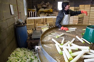 MAIN D'OEUVRE ETRANGERE ASIATIQUE POUR LE LAVAGE ET LE CONDITIONNEMENT DES POIREAUX, (41) LOIR-ET-CHER, FRANCE 