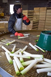 MAIN D’OEUVRE ETRANGERE ASIATIQUE POUR LE LAVAGE ET LE CONDITIONNEMENT DES POIREAUX, (41) LOIR-ET-CHER, FRANCE 
