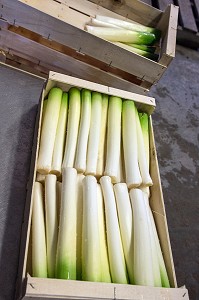 CAISSE DE POIREAUX CONDITIONNES APRES LAVAGE, (41) LOIR-ET-CHER, FRANCE 