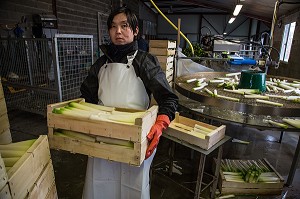 MAIN D’OEUVRE ETRANGERE ASIATIQUE POUR LE LAVAGE ET LE CONDITIONNEMENT DES POIREAUX, (41) LOIR-ET-CHER, FRANCE 