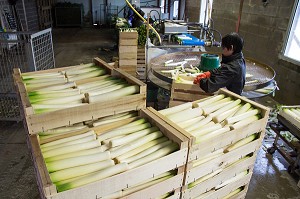 MAIN D’OEUVRE ETRANGERE ASIATIQUE POUR LE LAVAGE ET LE CONDITIONNEMENT DES POIREAUX, (41) LOIR-ET-CHER, FRANCE 