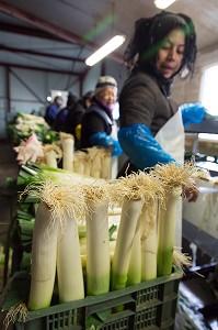 MAIN D’OEUVRE ETRANGERE ASIATIQUE POUR LE LAVAGE ET LE CONDITIONNEMENT DES POIREAUX, (41) LOIR-ET-CHER, FRANCE 