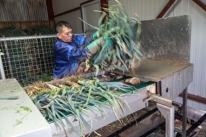 MAIN D’OEUVRE ETRANGERE ASIATIQUE POUR LE LAVAGE ET LE CONDITIONNEMENT DES POIREAUX, (41) LOIR-ET-CHER, FRANCE 