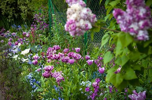 JARDIN DU CLOS NORMAND DE LA MAISON DU PEINTRE IMPRESSIONNISTE CLAUDE MONET, GIVERNY, EURE (27), NORMANDIE, FRANCE 